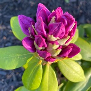 Meet your Posher, Katrina